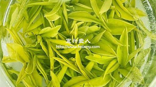 霍山黃芽能用紫砂壺泡嗎3